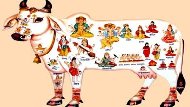 Photo of सम्पूर्ण वैदिक साहित्य की श्रद्धा का केन्द्र है गाय