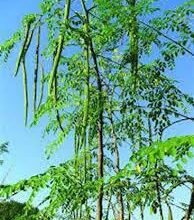 Photo of सहजन (Drumstick) के स्वास्थ्य लाभ: पोषण, इम्यूनिटी और जीवनशैली में सुधार