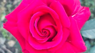 Photo of Nurturing Love: Gandhi and Lennon’s Lesson for Valentine’s Day