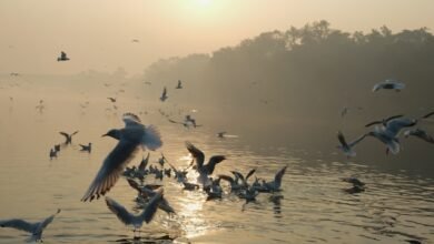 Photo of India’s Cradle of Civilisation Under Threat: Pollution Crisis in the Ganga–Yamuna River Basin